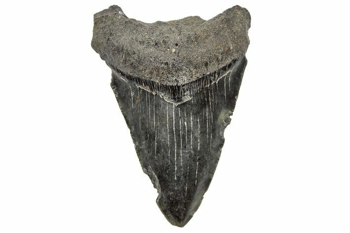 2.85" Juvenile Megalodon Tooth - South Carolina